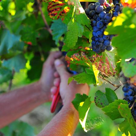 Mayfield Vineyard Orange Exterior photo