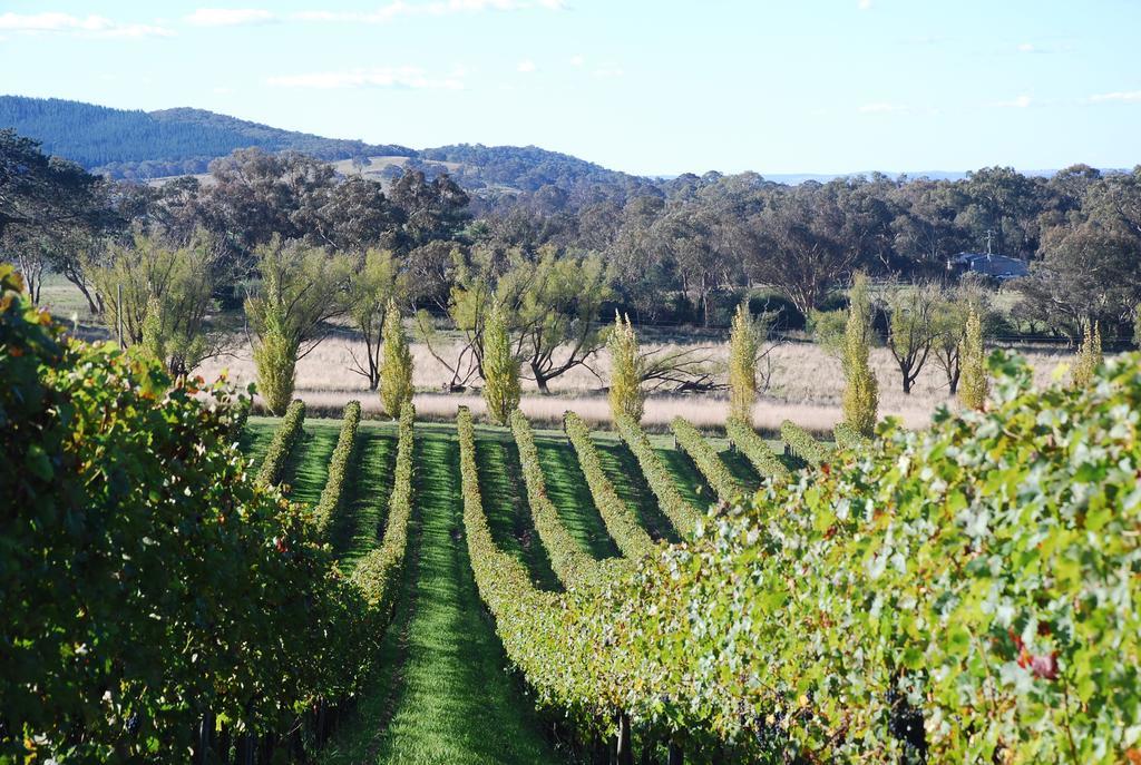 Mayfield Vineyard Orange Exterior photo