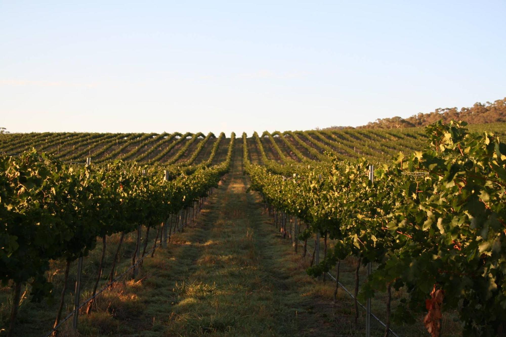 Mayfield Vineyard Orange Exterior photo