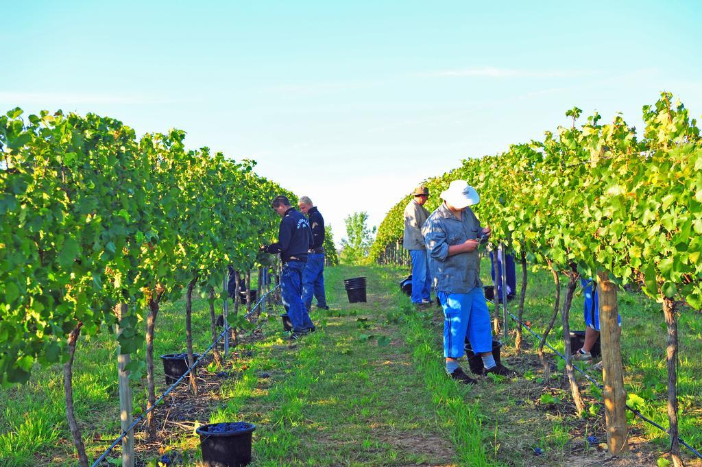 Mayfield Vineyard Orange Exterior photo