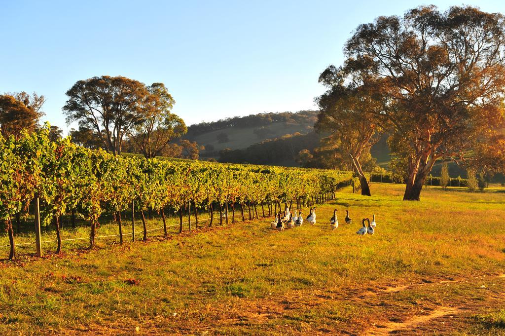 Mayfield Vineyard Orange Exterior photo