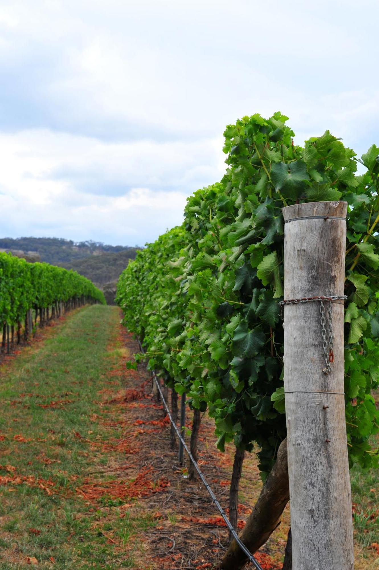 Mayfield Vineyard Orange Exterior photo